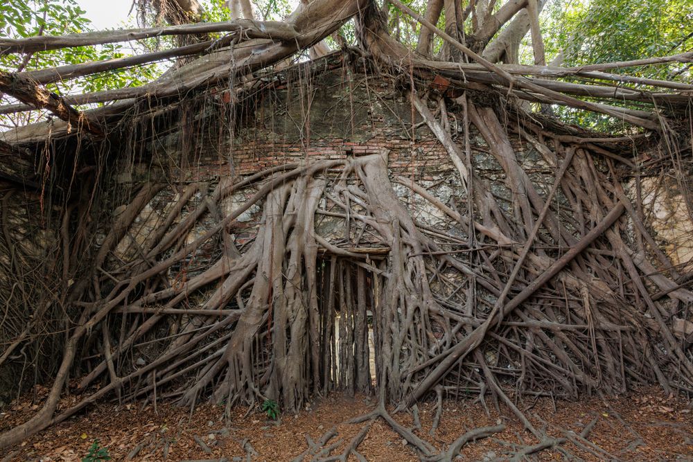 Anping Tree House