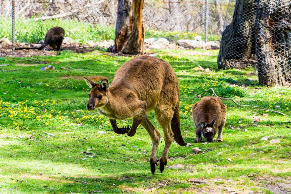 Kangaroo Island
