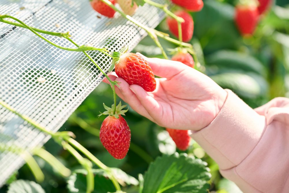 Strawberry Picking