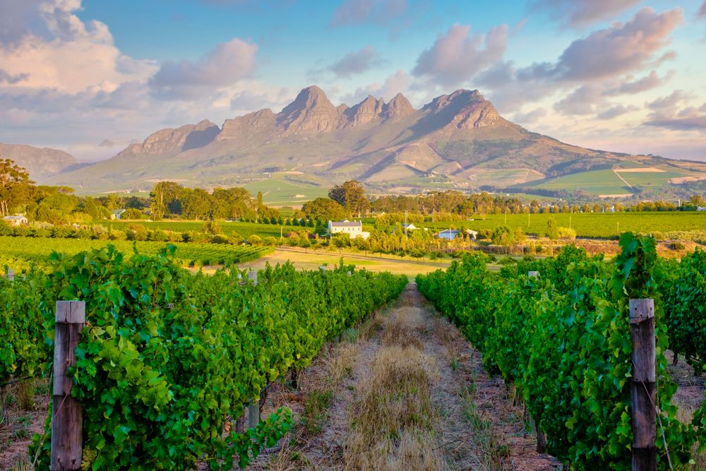 Cape Town Winelands