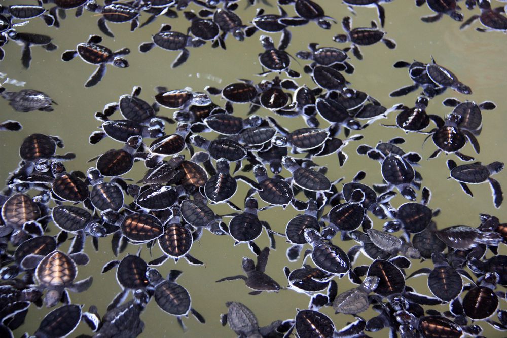 Turtle Hatchery