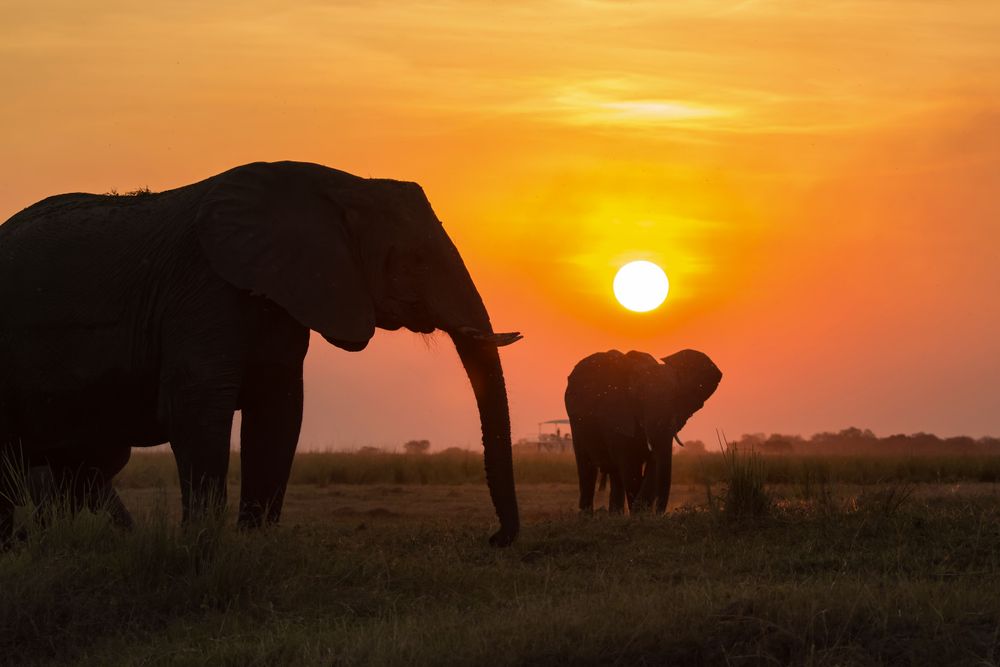 Sunset Wild Safari Tour