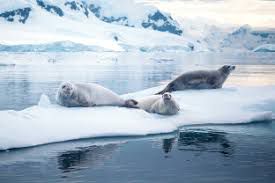 Antartic Peninsula