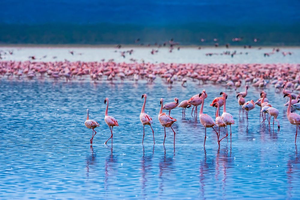 Lake Nakuru National Park