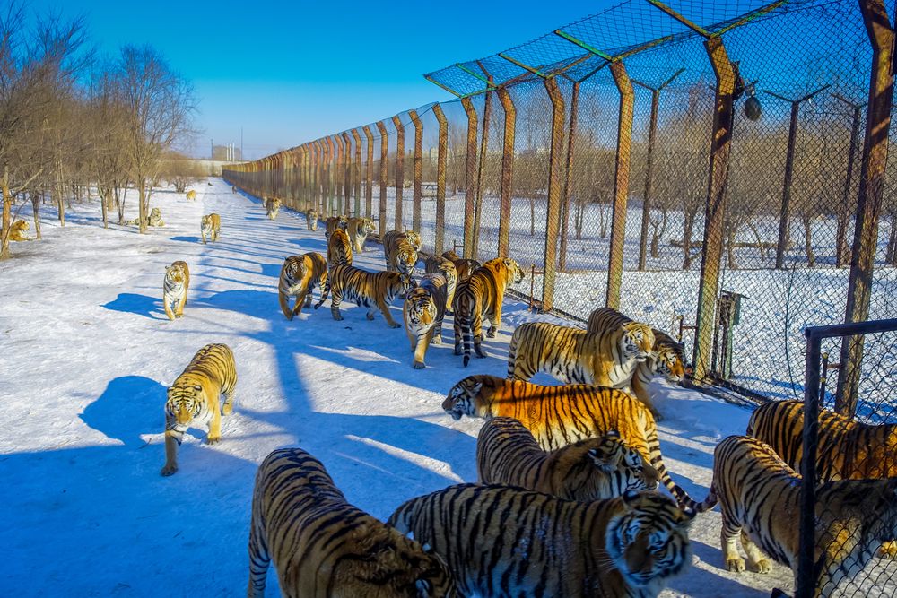 Northeast Tiger Forest Park